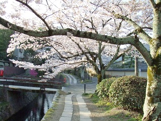 哲学の道 桜 19 見ごろや混雑状況 徹底ガイド 観光のコツ