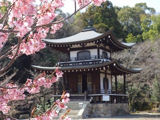 勧修寺の桜 21 見ごろや開花状況 徹底ガイド 観光のコツ