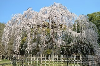 京都御苑 桜 見ごろや混雑状況 徹底ガイド 悠々楽々